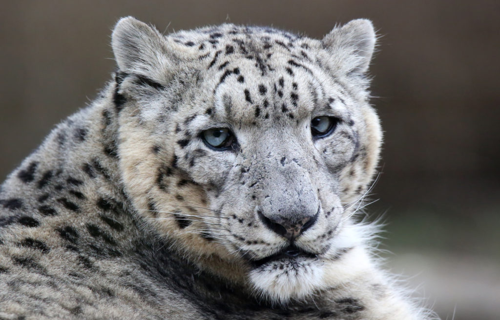 Tibet Snow Leopard Safari